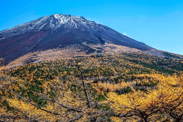 Top of Mount Fuji and yellow pine trees in autumn