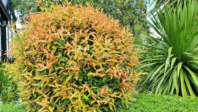 Close-up of Christina (Syzygium Campanulatum or myrtifolium) with bright green leaves and red leaves on young shoots. This plant is an ornamental plant with exotic colors, so it is often planted.
