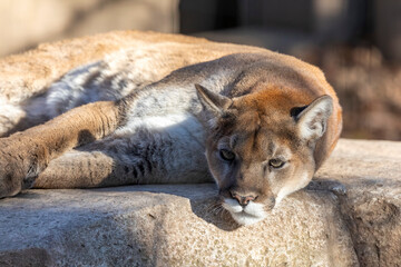 Naklejka premium The cougar It is native to the Americas and has many names including puma, mountain lion, panther, painter and catamount.