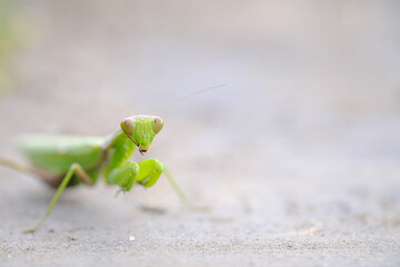 顔にピントを合わせたカマキリの素材