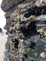 Cluster of mussels on rocks