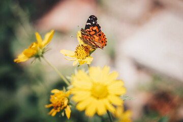 butterfly on flower