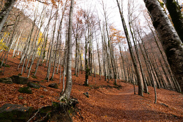 Ordesa y Monte Perdido National Park, Huesca, Aragon, Spain. Monte Perdido is seen in the background and cows graze happily on it.