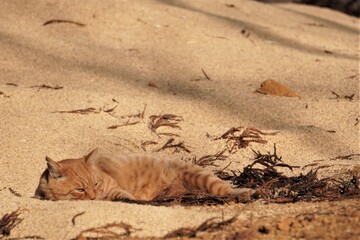 もみ殻の山で横になる茶トラの野良猫/The cat sleep on the rice husks in Japan