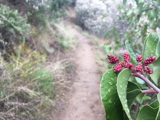 Agua Tibia Wilderness