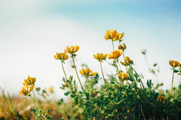 Schöne gelbe Butterblume blüht im Gras auf Hintergrund des blauen Himmels im Freien. Hübscher künstlerischer organischer natürlicher mit Blumenhintergrund. Erstaunliche saisonale Sommer-Natur-Tapete im Freien.