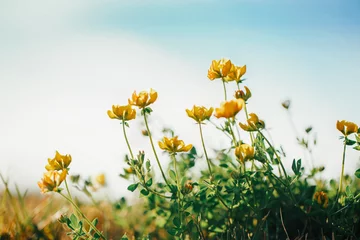Schöne gelbe Butterblume blüht im Gras auf Hintergrund des blauen Himmels im Freien. Hübscher künstlerischer organischer natürlicher mit Blumenhintergrund. Erstaunliche saisonale Sommer-Natur-Tapete im Freien. © anoushkatoronto