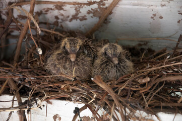 pigeon chicks in the nest