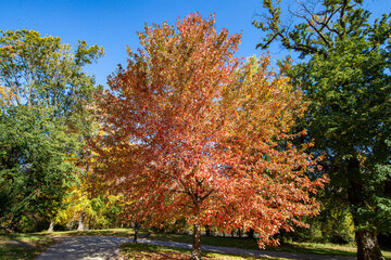 Naklejka premium The colorful trees in the North Meadow of Central Park, New York City