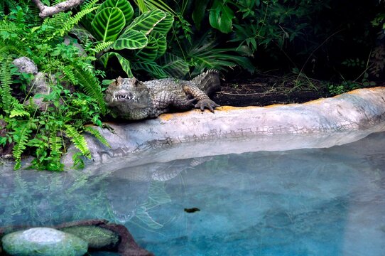 Lagarto asechando desde su estanque