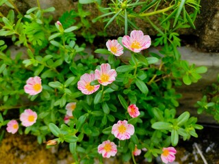 flowers in the garden