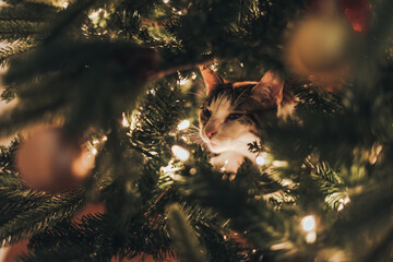 Cat in Christmas Tree