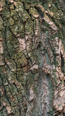 strong green and brown bark texture of a tree closeup