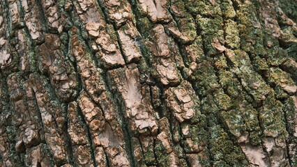 strong green and brown bark texture of a tree closeup