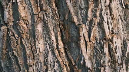 bark texture of a tree closeup