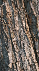 bark texture of a tree closeup