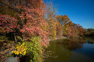 Obraz premium Trees and buildings reflect off the Lake in Central Park, New York City