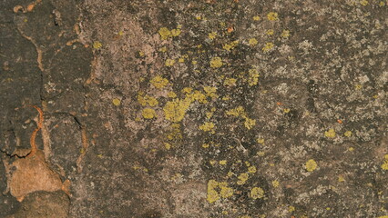 soft bark texture of a tree closeup