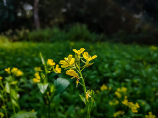 The mustard plant is a plant species in the genera Brassica and Sinapis in the family Brassicaceae....