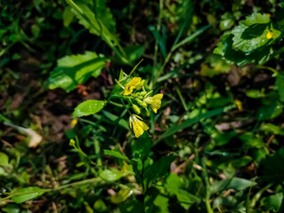 The mustard plant is a plant species in the genera Brassica and Sinapis in the family Brassicaceae. Mustard seed is used as a spice.