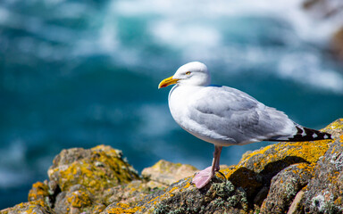 Seagull at Saltee Islands, Ireland, with blurred background and copy space.