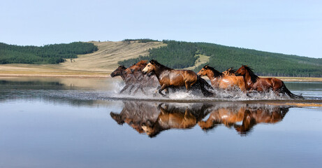 The Mongol horse is the native horse breed of Mongolia. The breed is purported to be largely unchanged since the time of Genghis Khan