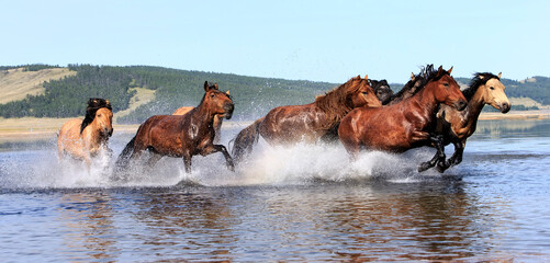 The Mongol horse is the native horse breed of Mongolia. The breed is purported to be largely unchanged since the time of Genghis Khan