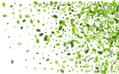 Lime Leaves Organic Vector Wallpaper. Herbal 