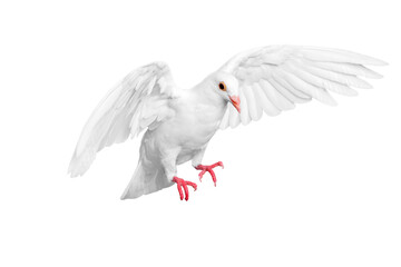 White pigeon flying