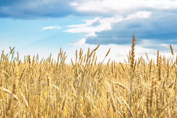 many yellow and ripe wheat spikelets against the sky and Cumulus clouds close-up