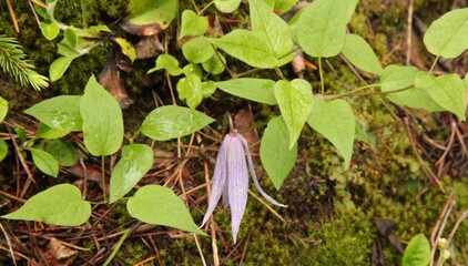 Blue Clematis (Clematis occidentalis) purple wildflower in Beartooth Mountains, Montana