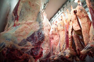 Fototapeta na wymiar Meat Industry Hanging Cold Storage Japanese Wagyu beef is cut and hung on a hook in slaughterhouses.