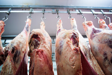 Meat Industry Hanging Cold Storage Japanese Wagyu beef is cut and hung on a hook in slaughterhouses.