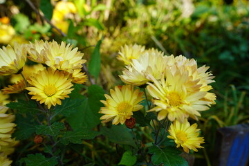 日本の庭に咲いている黄色い菊