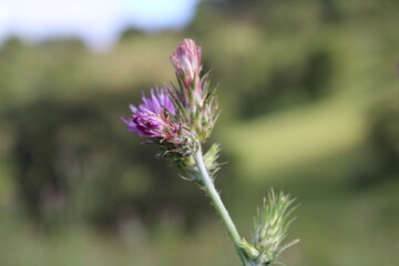 Fototapeta premium Scotch Thistle