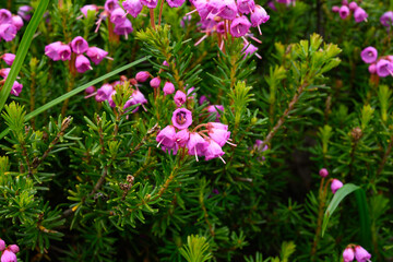 Obraz premium Tiny Mountain Heather Blossoms