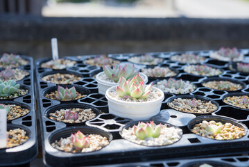 succulent plant Echeveria（多肉植物のエケべエリア）
