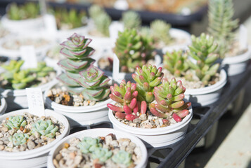 Succulent plants sedum（多肉植物のセダム）