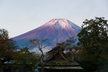 Fototapeta premium 朝日で赤く染まる富士山