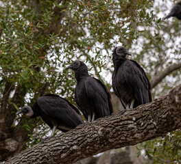 Vultures On Large Branch
