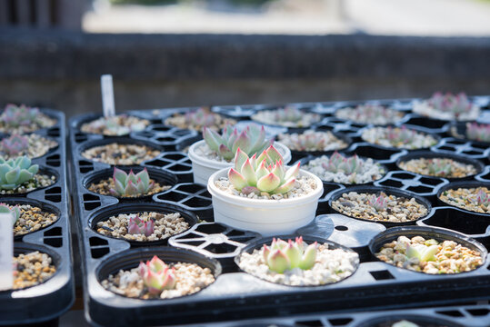 succulent plant Echeveria（多肉植物のエケべエリア）
