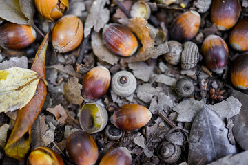 ドングリと落ち葉