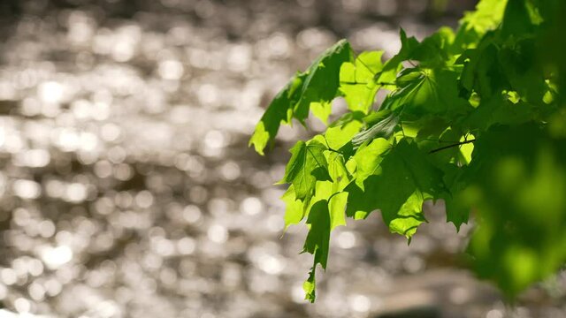 Sparkling shot of spring maple leaves inform of shining river. Rack from leaves to river
