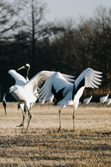 Red-crowned crane bird from Kushiro, Hokkaido in winter season.
