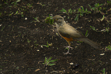 Brazilian robin on the ground.