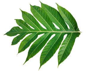 leaf, green, isolated, plant, nature, tree, leaves, white, foliage, fresh, branch, macro, flora,...