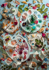 Beetles and insects on artist palettes with dried leaves and petals, decay and art botany, creative flat lay