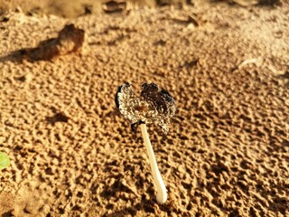 sand, beach, sea, nature, animal, footprint, snake, crab, summer, desert, texture, brown, foot, rattlesnake, ocean, macro, water, pattern, shore