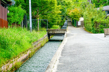 京都　哲学の道