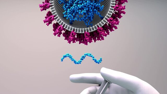 RNA vaccine new type of vaccine inserts fragments of the virus RNA into human cells to reprogram them to produce viral protein spikes then stimulate and immune response